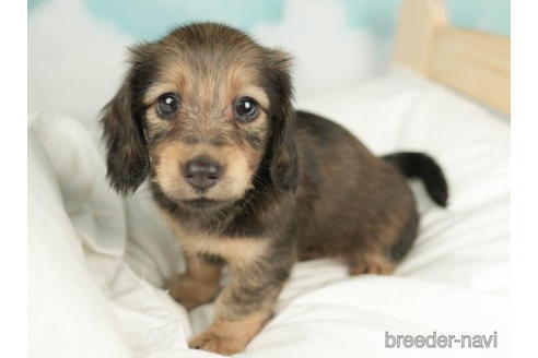 成約済の千葉県のミニチュアダックスフンド(ロングヘアード)-210407の4枚目